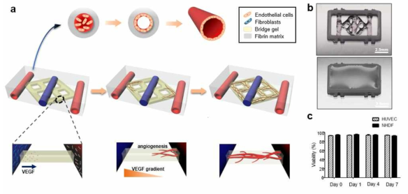 저농도 피브린젤 (Bridge gel)을 이용한 미세혈관 패터닝 공정 및 프린팅 결과. (a) 미세혈관 구조체 프린팅 전략, (b) 가교 전후 프린팅 결과물 사진, (c) 프린팅 후 구조체 내의 세포 생존율