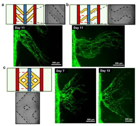 Bridge gel 패터닝 조절을 통해 형성된 다양한 패턴의 미세혈관 네트워크 이미지. (a) 대각 패턴의 프린팅 구조체 구상도와 형성된 미세혈관 이미지. (b) 물결 패턴의 프린팅 구조체 구상도와 형성된 미세혈관 이미지. (c) 네갈래의 가지 패턴의 프린팅 구조체 구상도와 형성된 미세혈관 이미지