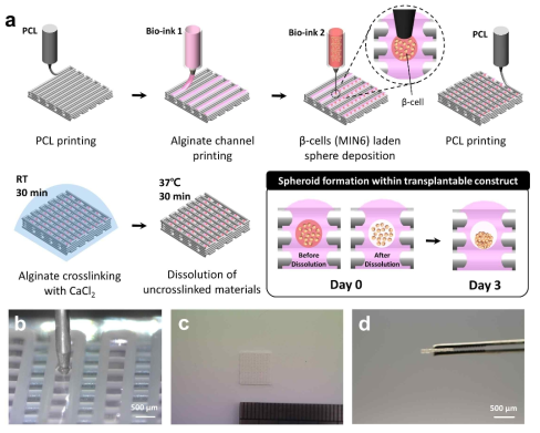베타세포 스페로이드 형성이 유도되는 이식형 구조체 제작. (a) 구조체 제작을 위한 하이브리드 프린팅 전략. (b) 니들 노즐을 활용한 고농도 세포 페터닝. (c),(d) 프린팅된 구조체 이미지. ((c) 윗면, (d) 측면)