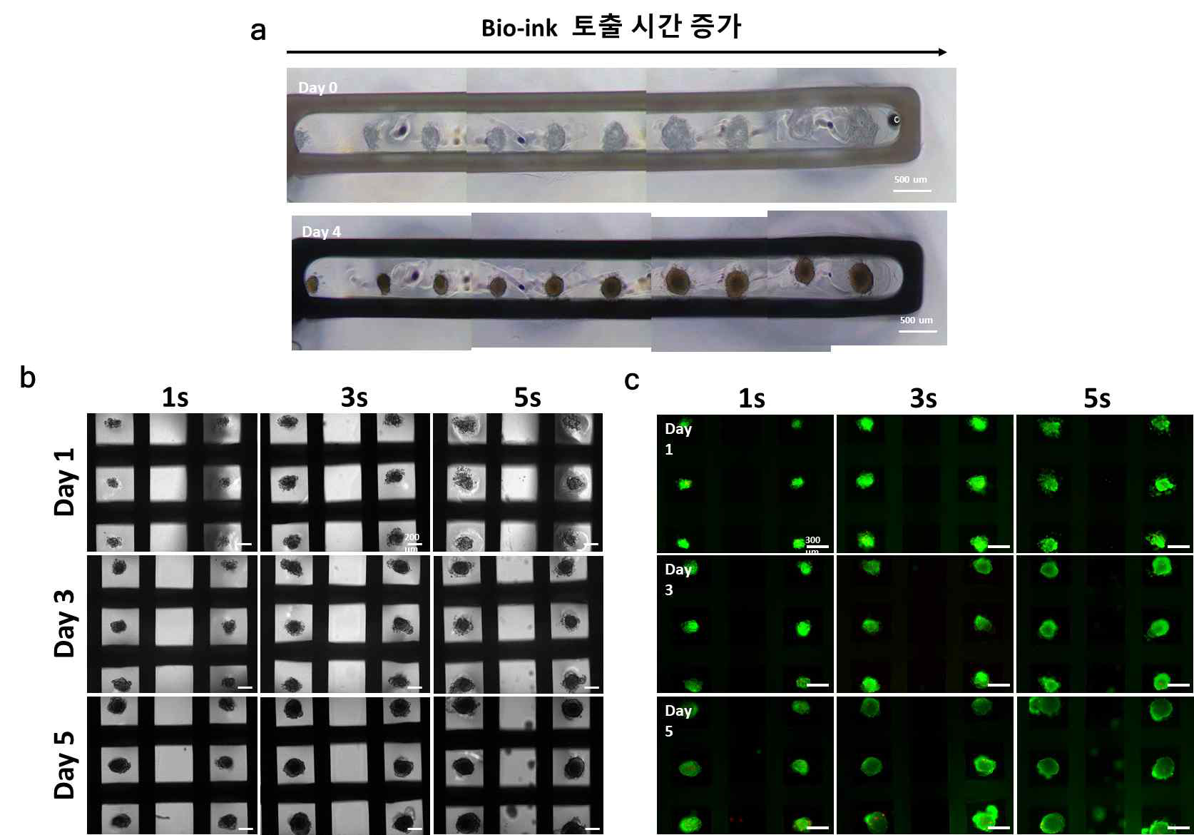 바이오잉크 의 토출시간에 따른 3D 구조체 내 베타세포 스페로이드 크기 조절. (a) 토출시간이 늘어남에 따라 베타세포 스페로이드 크기 증가. (b) 토출시간에 따른 3D 구조체 내 스페로이드 분포의 날짜별 이미지. (c) 구조체의 Live & assay 날짜별 이미지 사진 (green : live red : dead)