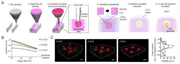 In-situ 스페로이드 형성을 유도하는 프린팅 공정 도식과 바이오 잉크 토출 분석. (A) 공정과정 도식. (B) 젤라틴 농도에 따른 알지네이트 기반 바이오 잉크와 희생 바이오 잉크의 점성. (C) 알지네이트 기반 바이오 잉크의 젤라틴 농도에 따른 토출된 형광 비드의 이미지와 강도 분포 (스케일바, 200 μm)