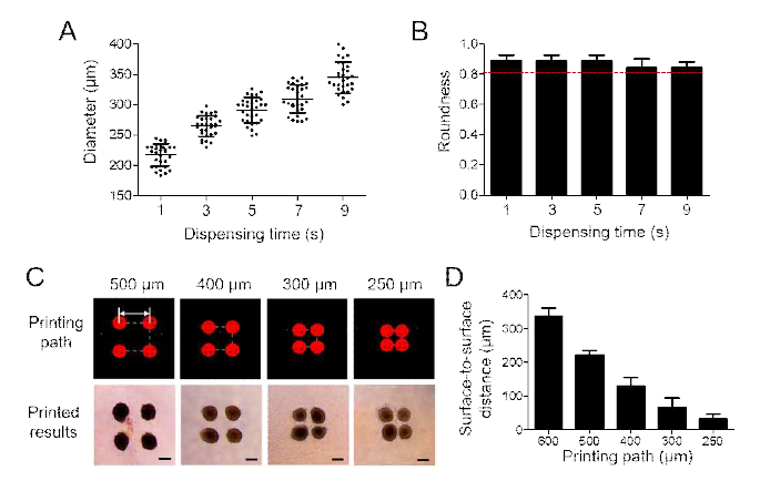 세포 스페로이드의 크기 조절 및 거리 조절. (A) 세포가 포함되는 희생 바이오잉크의 토출 시간에 따른 형성되는 스페로이드의 지름. (B) 토출 시간에 따른 형성된 스페로이드의 진원도. (C) 프린팅 경로에 따라 형성된 스페로이드의 현미경 이미지 (스케일바, 200 μm). (D) 스페로이드 거리조절에 따른 스페로이드 표면간 거리