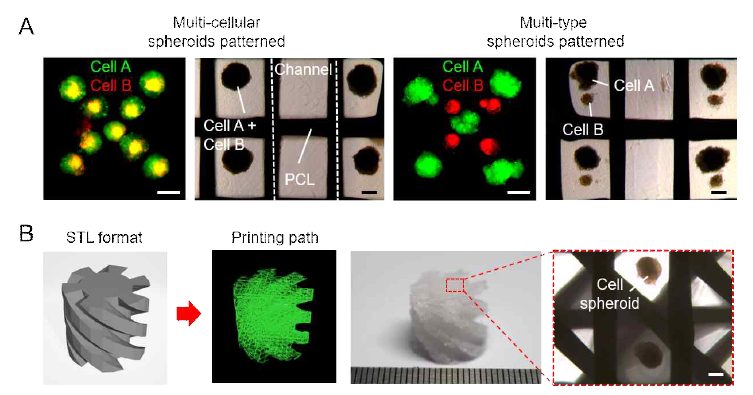 스페로이드 패터닝 공정의 활용. (A) 다종세포를 이용한 스페로이드 패터닝 (스케일바, 200 μm). (B) CAD/CAM 소프트웨워를 이용하여 제작한 스페로이드가 패터닝된 삼차원 나선 구조체 (스케일바, 200 μm)