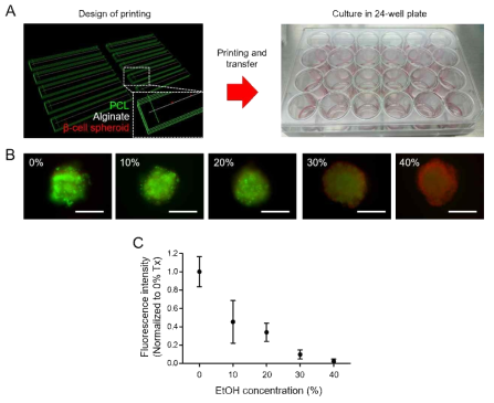 세포 독성 검사를 위한 베타세포 스페로이드 프린팅 구조체 제작. (A) 베타세포 스페로이드가 배치된 구조체 디자인과 프린팅 후 24웰에서 배양. (B) 에탄올 처리 농도에 따른 구조체 내의 베타세포 Live and dead assay 이미지 (스케일바, 200 μm). (C) 에탄올 처리 농도에 따른 베타세포의 물질 대사능력 비교
