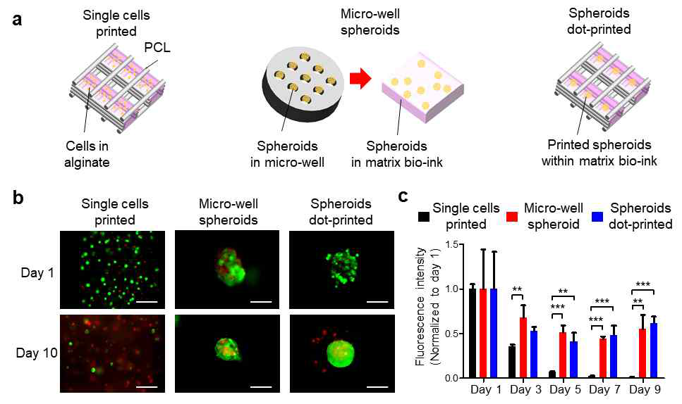 스페로이드 바이오 프린팅 기술의 생체 적합성 확인