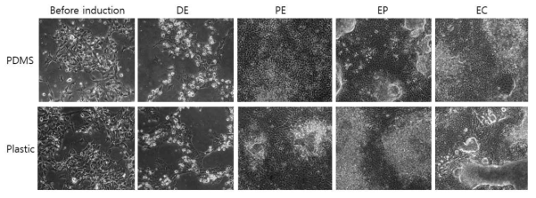 PDMS 바닥과 기존의 plastic dish 간의 hESC 세포의 분화 양상 비교