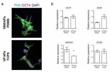 hESC에 분화 약물 처리 전 단계에서 PDMS를 이용한 바닥 강성 조절에 따른 pluripotent marker 발현 정도 비교