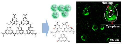 조영제로 탄소 질화물 나노점을 사용하여 in vitro 세포 실험 예시