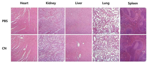 Validation of damage in major organs with H&E staining