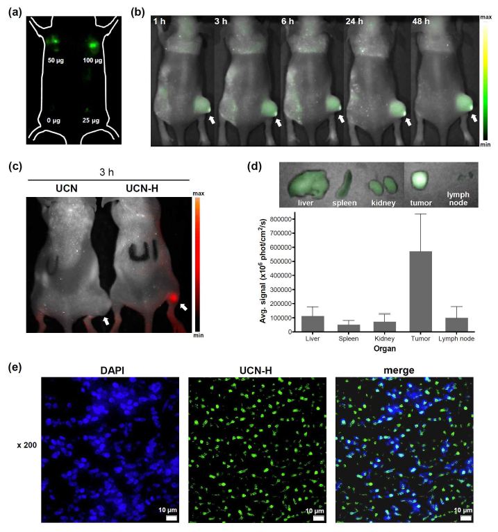 쥐를 이용한 in vivo 암 이미징 선행 연구 결과