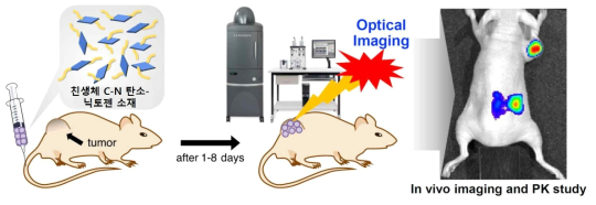 생체 친화 기능기가 도입된 C-N 탄소-닉토젠 저차원 소재의 in vivo 광학 영상 및 약동학 연구 방법