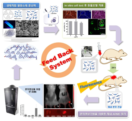 생체 친화 C-P 탄소-닉토젠 저차원 소재의 형광 영상 조영제 연구 방법 및 피드백 시스템을 통한 최적화 방법