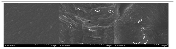 SEM images of 1:1 TMPTMP:TMPAE resins: (a) neat UV-cured resin; (b) 5wt% CNC in UV-cured resin; (c) 5 wt% CNC-MPTS in UV-cured resin