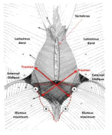 상체와 하체를 연결하는 Lumbodorsal fascia (붉은 점선: 천골(Sacrum), A: posterior superior iliac spine, B: sacral crest)