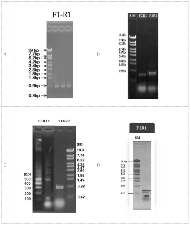 PCR for cloning of afsR (A), metK (B), relA (C), and tcsK (D) from A. mediterranei