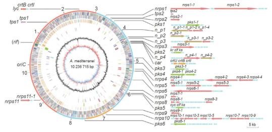 Schematic representation of the A. mediterranei chromosome and gene clusters for secondary metabolism(Zhao W. et al. 2010)