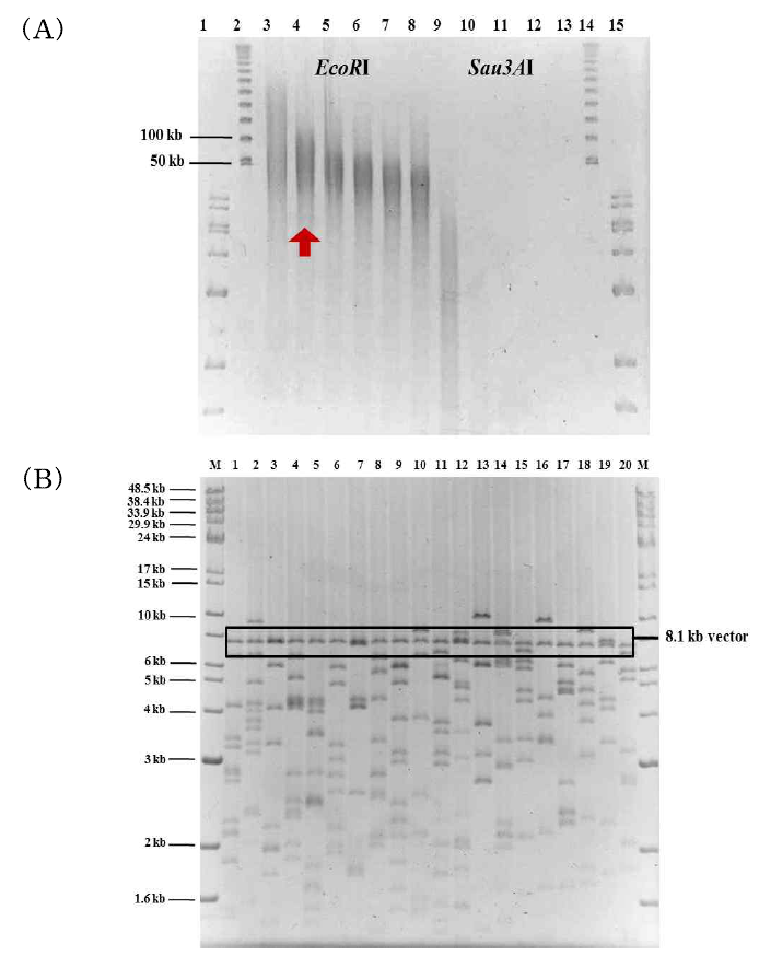 A. mediterranei fosmid library construction. (A) EcoRI, Sau3AI-partial digestion. The DNA was sheared to approximately 50 kb fragments. lane 1, 15, 1 kb lambda marke; lane 2, 14, λ PFG marker; lane 3, Control (Uncut gDNA 500ng); lane 4, EcoRI 0.05U digested DNA; lane 5, EcoRI 0.15U digested DNA; lane 6, EcoRI 0.3U digested DNA; lane 7, EcoRI 0.6U digested DNA; lane 8, EcoRI 1.2U digested DNA; lane 9, Sau3AI 0.05U digested DNA; lane 10, Sau3AI 0.15U digested DNA; lane 11, Sau3AI 0.3U digested DNA; lane 12, Sau3AI 0.6U digested DNA; lane 13, Sau3AI 1.2U digested DNA. (B) Insert size check. M, 1 kb lambda ladder+ Monocut lambda Marker; lane 1 ̴20, Fosmid NotI digested DNA