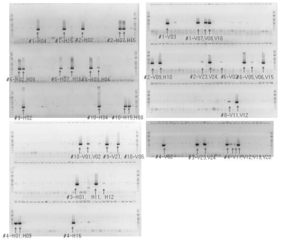 Secondary template pooling PCR. H: Horizontal PCR, V: Vertical PCR