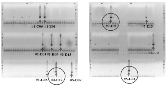 Final confirmation of PCR productis by 2D pool screening using PCR