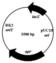 pKC1132 vector for knock-out of regulatory genes