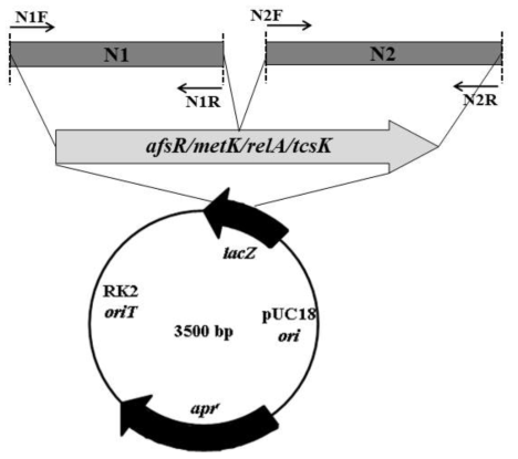 Construction of vector for knock-out of regulatory genes in A. mediterranei