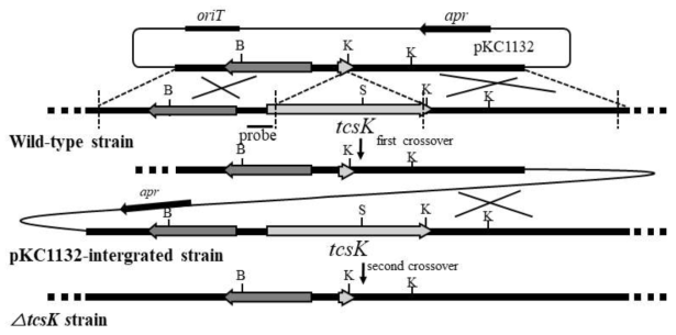 Schematic representation of the strategy used for the disruption of regulatory genes