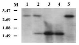 Schematic representation for disruption of regulatory gene by homologous recombination. Southern hybridization analysis of chromosomal DNA. Lane 1, wild-type strain; lane 2, knock-out vector for regulatory gene-integrated strain; lane 3, 4, regulatory gene-disruptant, strain; lane 5, wild-type segregant