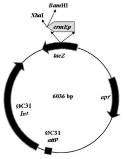 pSET152ET vector for high expression of regulatory genes