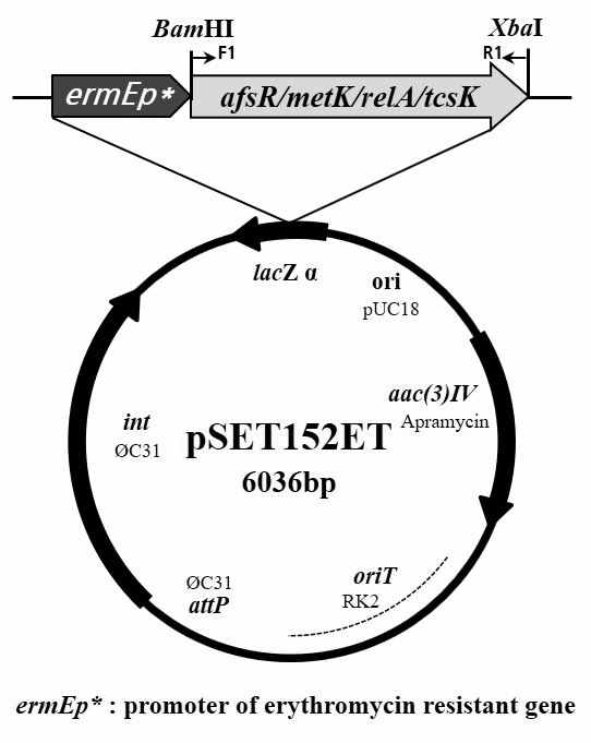 Construction of vectors for afsR, metK, relA, and tcsK expression