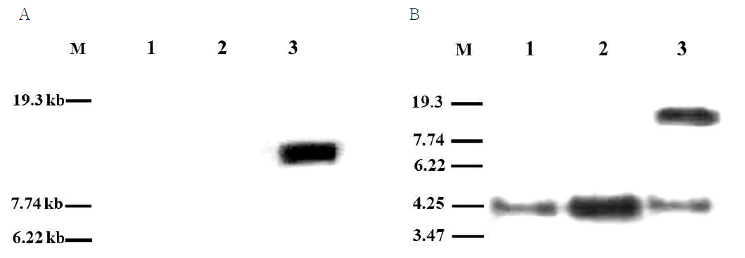 Southern hybridization analysis of chromosomal DNAs digested with EcoRI from the S. lividans (A) and ApaI from the A. mediterranei (B). Lane 1, Wild-type strain; lane 2, exconjugant integrated with pSET152ET; lane 3, exconjugant including relA expression vector. A 0.3-kb fragment of relA derived from A. mediterranei was used as the probe