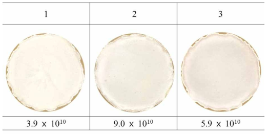 Effect of the introduction of tcsK high expression vectors on morphological differentiation in S. lividans TK24. 1, S. lividans TK24 wild-type strain; 2, pSET152ET-integrated strain; 3, afsR high expression vector-integrated strain. For solid culture spores of each strain were inoculated on MS agar and incubated for 10 days at 28℃