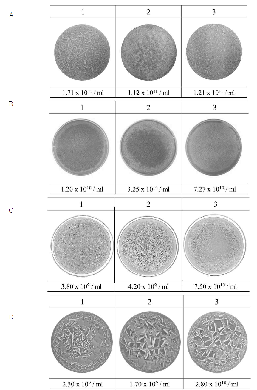 Effect of the introduction of afsR (A), metK (B), relA (C), and tcsK (D) high expression vectors on morphological differentiation in A. mediterranei. 1, A. mediterranei wild-type strain; 2, pSET152ET-integrated strain; 3, afsR high expression vector-integrated strain. For solid culture spores of each strain were inoculated on MS agar and incubated for 10 days at 28℃