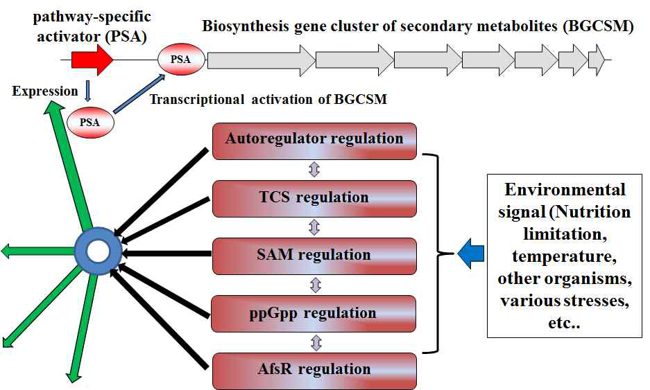 Model of complex signal transduction pathway for regulation of secondary metabolism