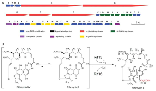 Schematic illustration of the rifamycin biosynthetic gene cluster (rif) in A. mediterranei (A) and a proposed pathway for the conversion of rifamycin SV into B (B)(Yuan H. et al. 2011)