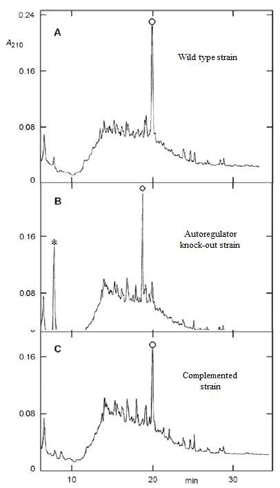 Induction of a new product by the knock-out of autoregulator receptor gene