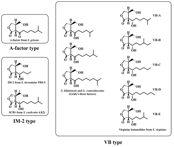 Structures of γ-butyrolactone autoregulators isolated from Streptomyces species(Choi SU. et al. 2003