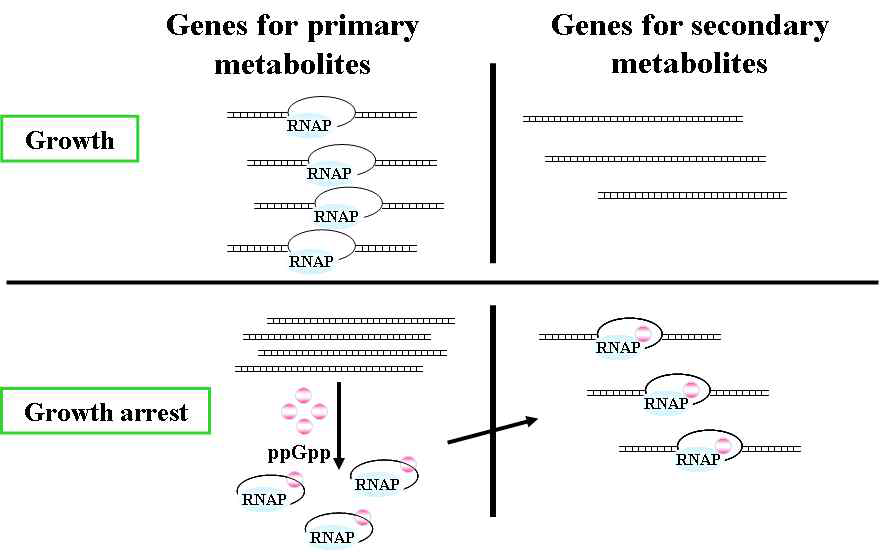 Highly phosphorylated guanine nucleotide (ppGpp)