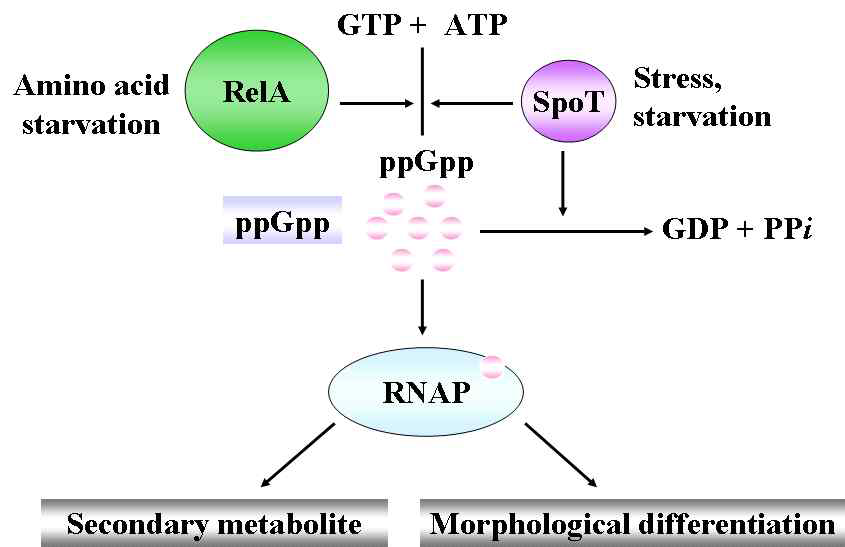 Model of RNAP changed by ppGpp in global regulation