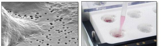 나노 크기 구멍의 박막 상에 흡착된 세포 사진(왼쪽)과 나노 다공성 박막이 포함된 배양 챔버 및 임피던스 측정용 전극 시스템(오른쪽)