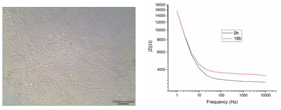 직경 0.4 μm 구멍의 PET 마이크로 구멍 구조물상에 배양중인 HaCaT 세포 현미경 사진 및 18 시간 배양 후 측정한 임피던스 크기