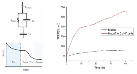 전기 등가회로 모델 및 직경 0.4 μm 구멍의 PET 마이크로 구멍 구조물상에 HaCaT 세포 배양시 TEER의 변화