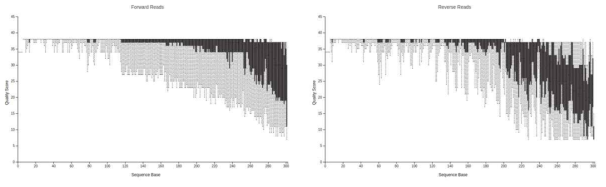 Quality score plot of each sequence base in forward and reverse reads