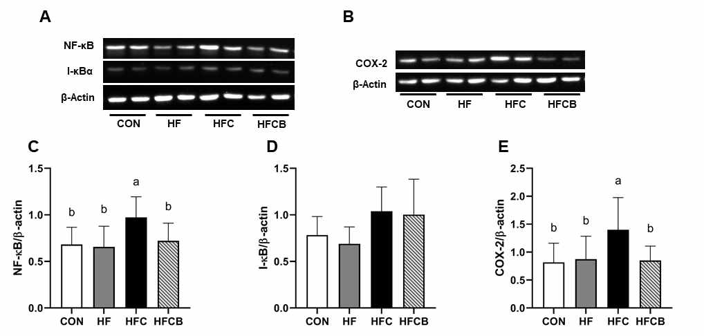 Protein expressions of NF-κB (A and C), I-κB (A and D), and COX-2 (B and E) in the liver of Sprague-Dawley rats. All data represent the means and standard deviations (n=6-8). Different small letters indicate significant differences among the groups (p<0.05; one-way ANOVA and Duncan’s multiple range test)