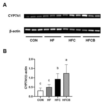 Protein expressions of CYP7A1 (A and B) in the liver of SD rats. All data represent the means and standard deviations (n=8-9). Different small letters indicate significant differences among the groups (p<0.05; one-way ANOVA and Duncan’s multiple range test)