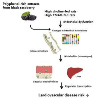 Graphical abstract of this study