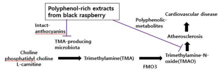 Polyphenol-rich extracts from black raspberry might alleviate cardivascular risk via changes in intestinal microbiome and metabolome related to choline metabolism. Purple lines: possible pathways which inhibit atherosclerotic process