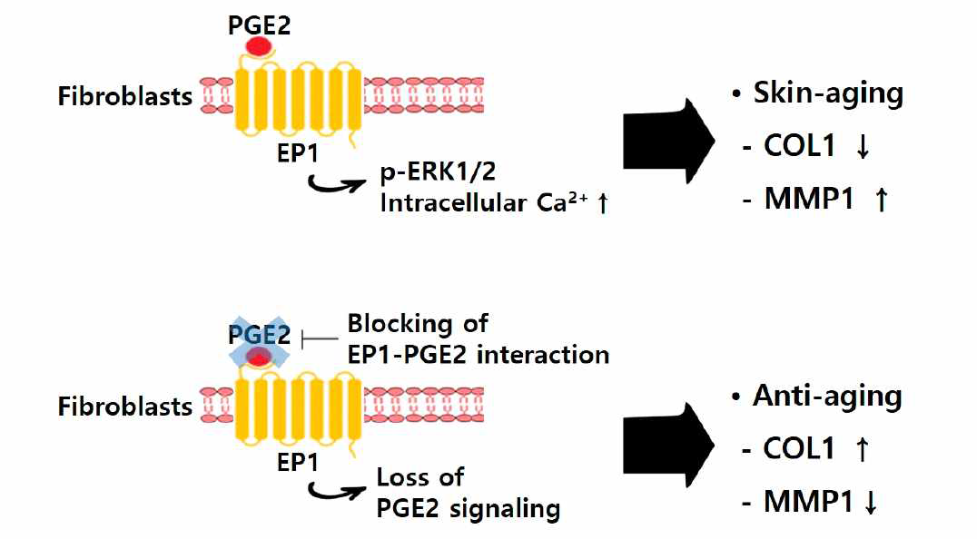 EP1-PGE2에 의한 피부노화 기전 규명