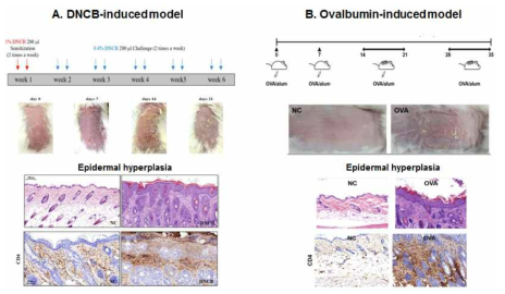 아토피 피부염 동물모델을 구축하였음