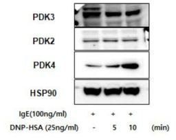 비만세포 활성화 과정에서 PDK4의 발현 증가