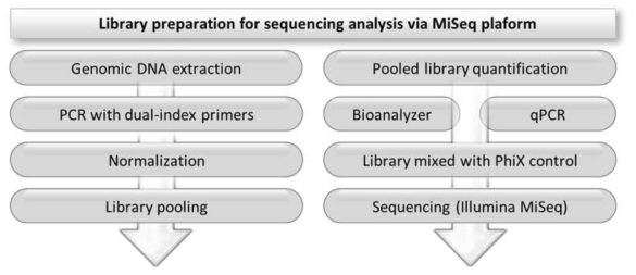 Illumina MiSeq platform을 이용한 sequencing 분석 단계 및 library 제작 과정